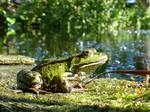 20150829 Frogs on campsite Breda